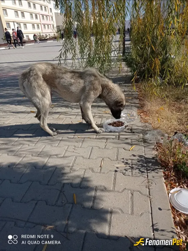 Sokak hayvanı besleme: # fenomenpet istanbul her iş dönüşü gördüğüm sokak köpeğini iş dönüşü beslemeyi düşündüm #fenomenpet