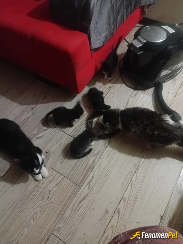 Sokak hayvanı besleme: Bu anne kedi ve yavrularını eve alıp doyurdum diğer gri kefi kör ve arka ayakları dört tane. Onu da bir güzel 