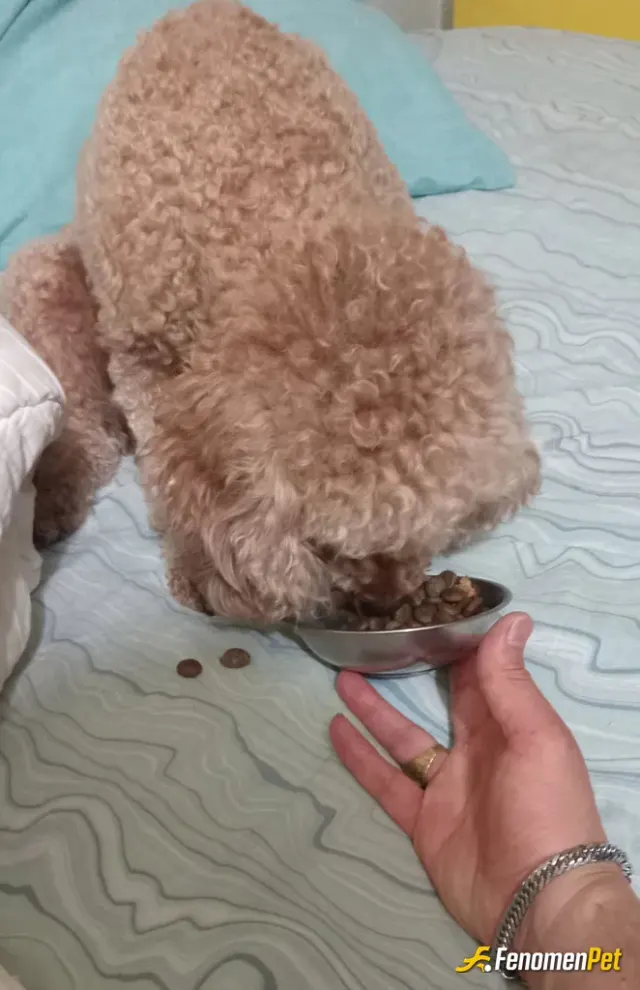 Sokak hayvanı besleme: Ellerimle sevgi sözcükleriyle besliyorum😀