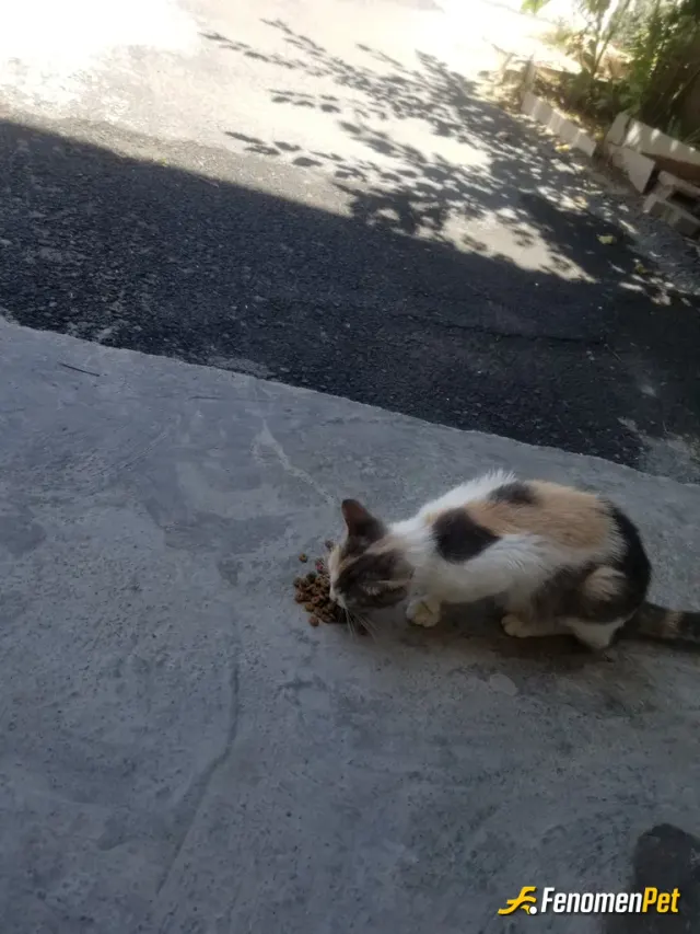 Sokak hayvanı besleme: #fenomenpet pati dostu
