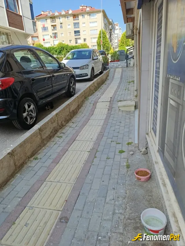 Sokak hayvanı besleme: #fenomenpet sıcak havalarda susuz bırakmayalim dostlarımızı fotoğraf için yaklaşınca araba altına saklandı 😄 