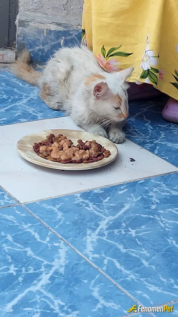 Sokak hayvanı besleme: Bir mama bin umut