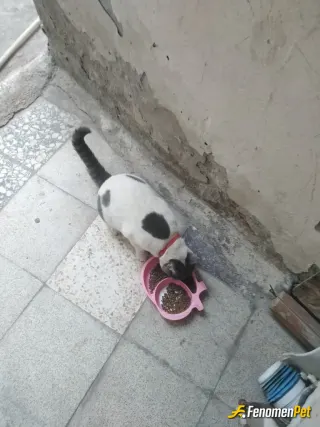 Sokak hayvanı besleme: Sokaktaki canlilarimiza sahip çıkalım her gün düzenli mama veririm sokaktaki canlilarimiz her şeyimiz