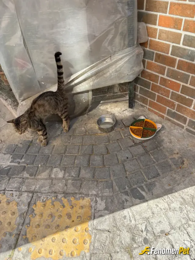 Sokak hayvanı besleme: Yardım severlik yaptım