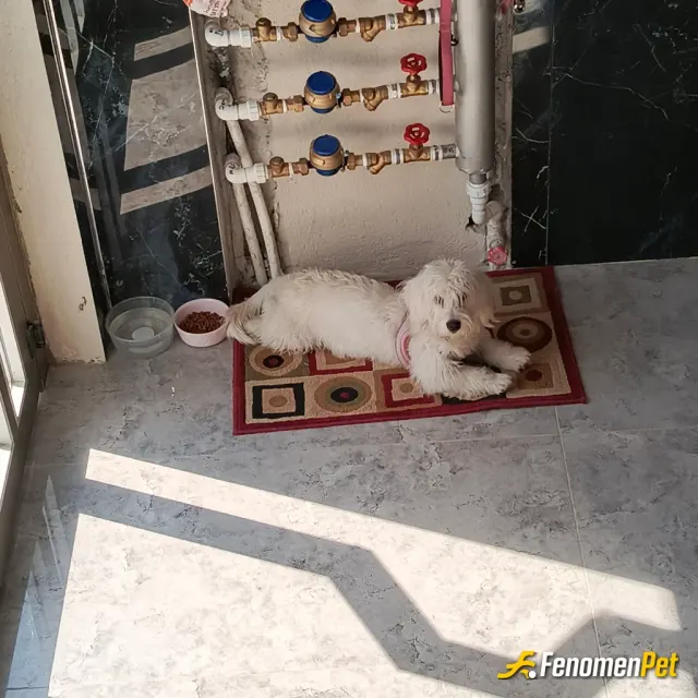 Sokak hayvanı besleme: Su dolu kaplar ve mama dolu kaplar yapıyorum sokaklara