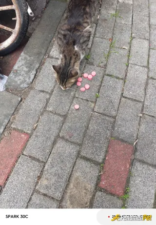 Sokak hayvanı besleme: Sokağımızda ki kedi lerimizle paylaşım