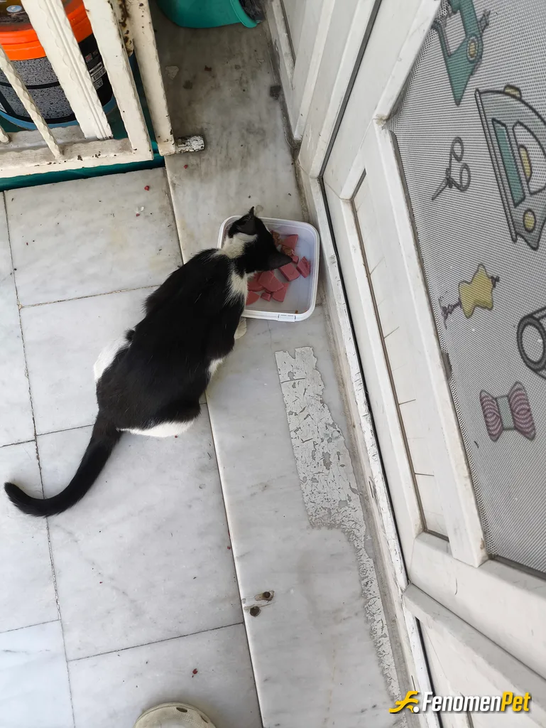Sokak hayvanı besleme: Kapımıza gelen her 4 pati li canlıya asla hayır demeyiz.