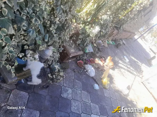 Sokak hayvanı besleme: #Fenomenbet 
İmkanlarım doğrultusunda mama alarak ve içme sularını çeşmelerden doldurarak beslemeye çalışıyor