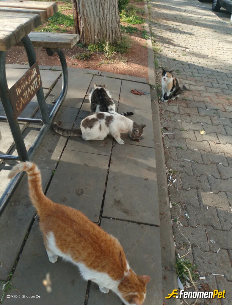 Sokak hayvanı besleme: Bir seyiniz eksilmiyor