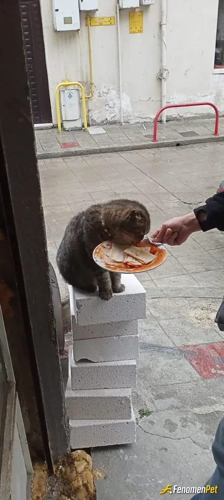 Sokak hayvanı besleme: Savaş pointtt