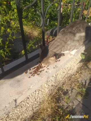 Sokak hayvanı besleme: Tatlı canlar  güzel dostlar.