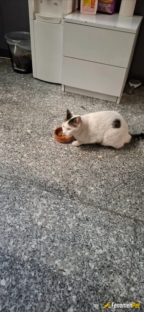 Sokak hayvanı besleme: Hayvanları unutmayın