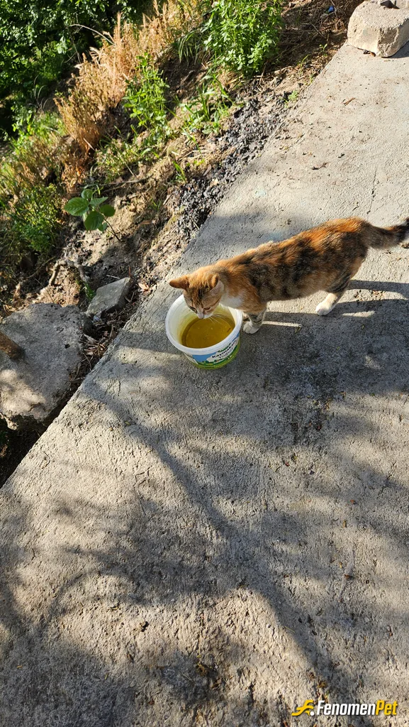 Sokak hayvanı besleme: Kediye su verdim