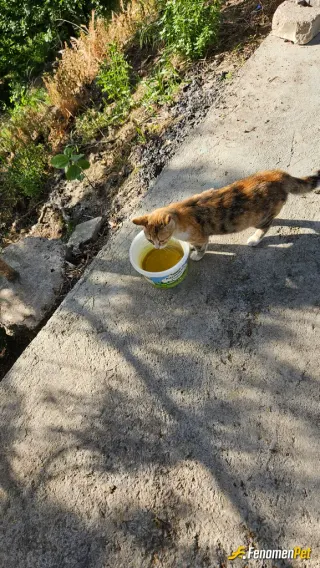 Sokak hayvanı besleme: Kediye su verdim