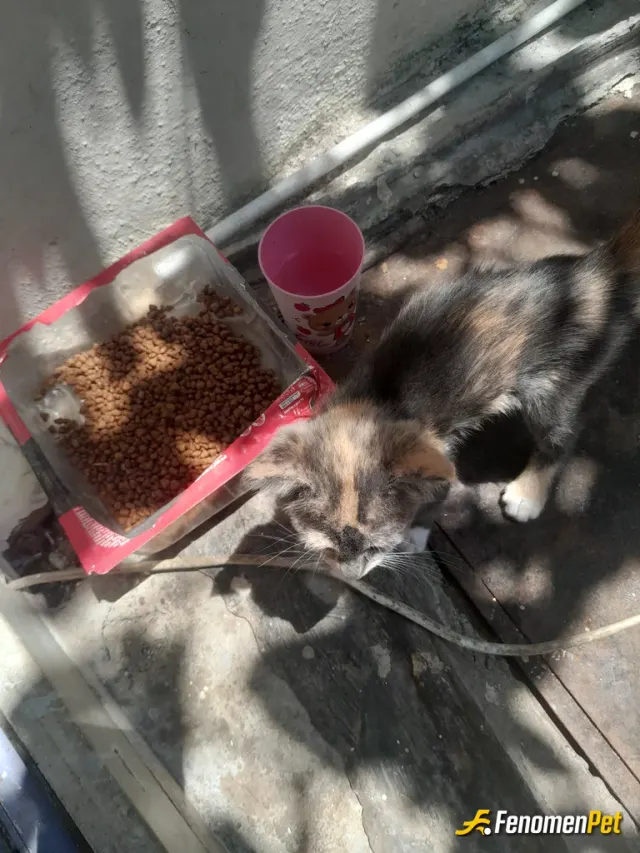 Sokak hayvanı besleme: Onlarında ayni bizimki ihtiyaçları var sevgi gibi sevkat gibi mama gibi!.....