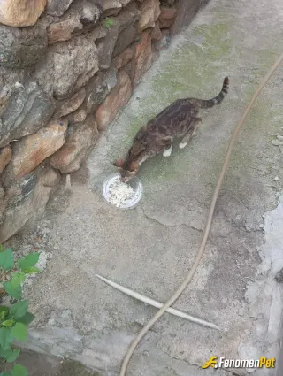 Sokak hayvanı besleme: Besledim