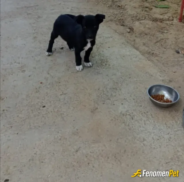 Sokak hayvanı besleme: Evin bahcesine gelen bir kömür tanesi 🐕