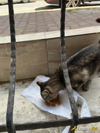Sokak hayvanı besleme: ❤️❤️❤️