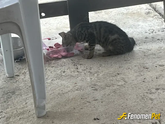 Sokak hayvanı besleme: Sıcaklarda onların bizlere daha çok ihtiyaçları var