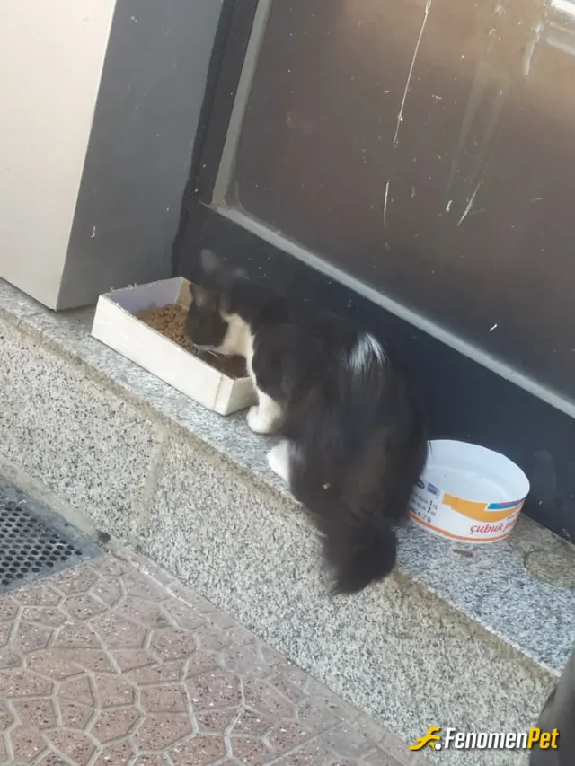 Sokak hayvanı besleme: İs yerimiz önünde her zaman yemek ve su bulunur dilsiz canlılara her zaman duyarlı olmalıyız.