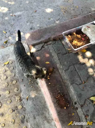 Sokak hayvanı besleme: Miyav