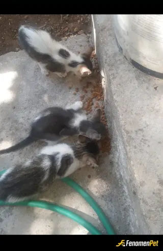 Sokak hayvanı besleme: Tesekkrler