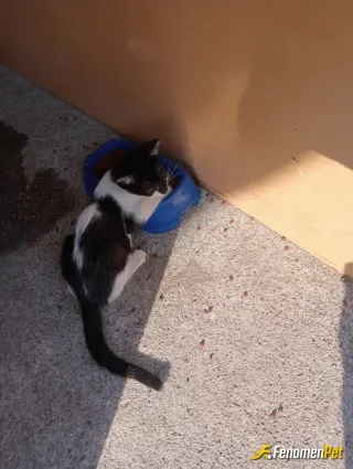 Sokak hayvanı besleme: Mama su veririm