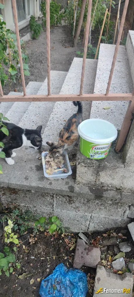 Sokak hayvanı besleme: Sokağın sevimli dostları. Yeni bebeklerde gelmeye başladı artık.