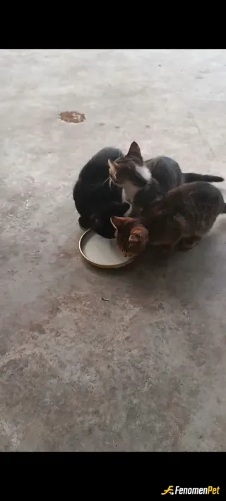 Sokak hayvanı besleme: Süte bayılıyorlar