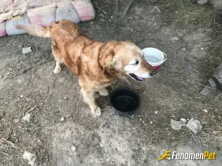 Sokak hayvanı besleme: oglummmm