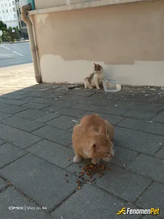 Sokak hayvanı besleme: Suyu unutmayın