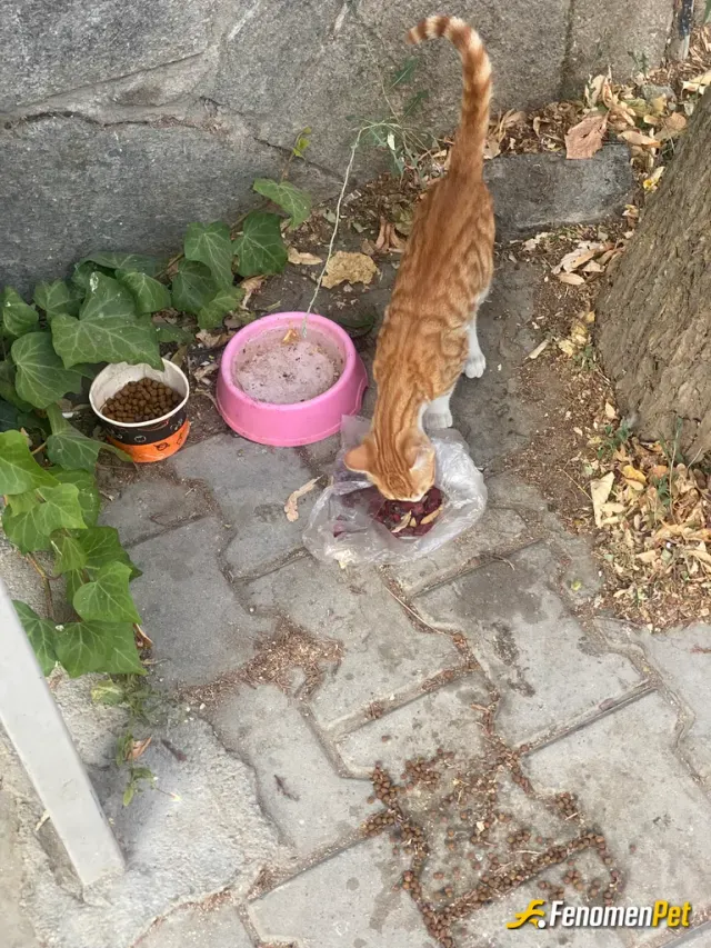 Sokak hayvanı besleme: Sokakta bana mağsum mağsum bakıyordu yavru mama alıp verdim