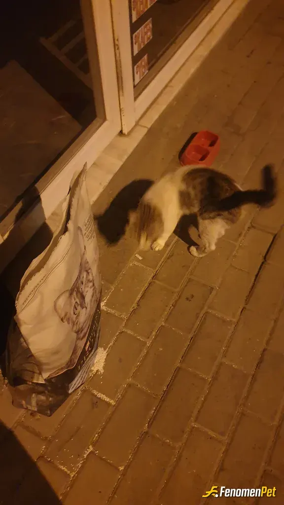 Sokak hayvanı besleme: 😍