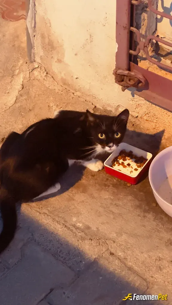 Sokak hayvanı besleme: #Fenomenpet dunyanin en guzel kedisi olabilir 🐈‍⬛