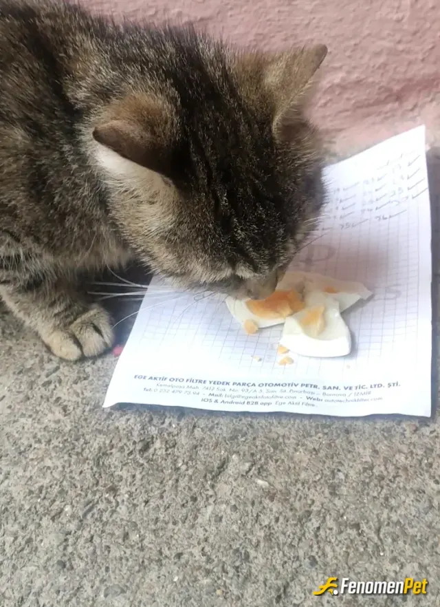 Sokak hayvanı besleme: Bu beslediğim canlardan bir tanesi daha bunun 5 tane daha kapımdan ayrılmayan var bunlar harici misafir kedi d