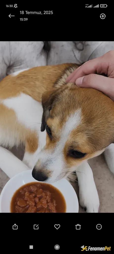 Sokak hayvanı besleme: Sokağımızda bulunan köpeğimiz