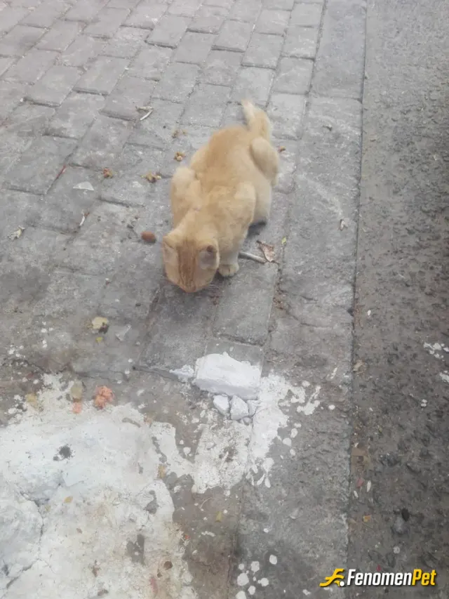 Sokak hayvanı besleme: Azda olsa sokak hayvanlarına yardımcı olun Teşekürler #Fenomenpet Fenomenbet Pati Dostu
#Fenomenbet - Fenomen