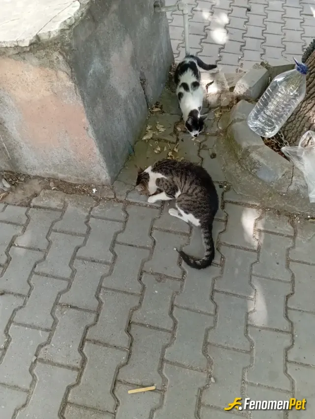 Sokak hayvanı besleme: Sitemizin kedileri her gün yiyecek birşeyler ve sularını veriyoruz.