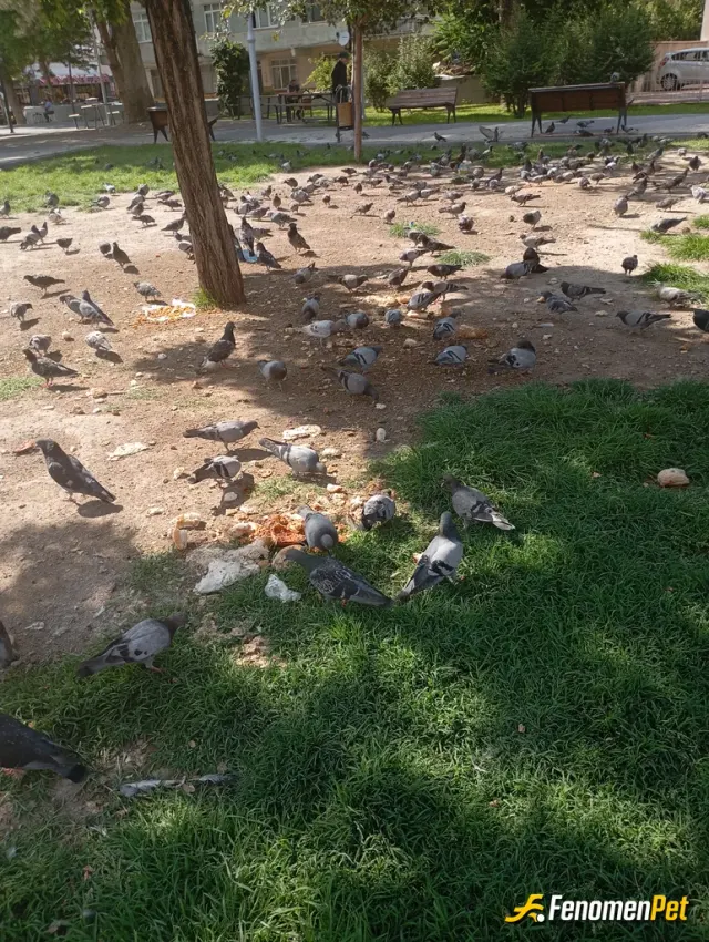 Sokak hayvanı besleme: Tüm canlılar doymak için mücadele içerisinde