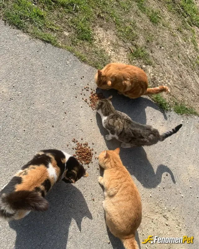 Sokak hayvanı besleme: mahallemizin en guzel canlari 🎉