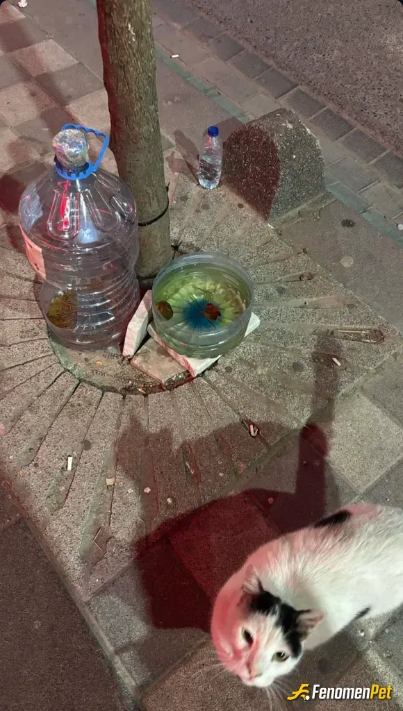 Sokak hayvanı besleme: miniğimiz ❤️❤️