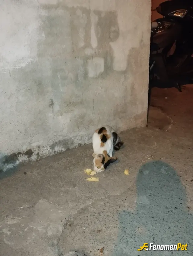 Sokak hayvanı besleme: Pati dostu olalım🥰