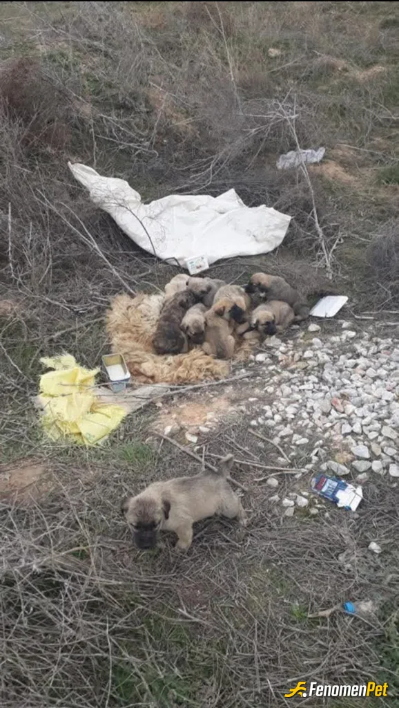 Sokak hayvanı besleme: #Fenomenpet hashtagi iyilik