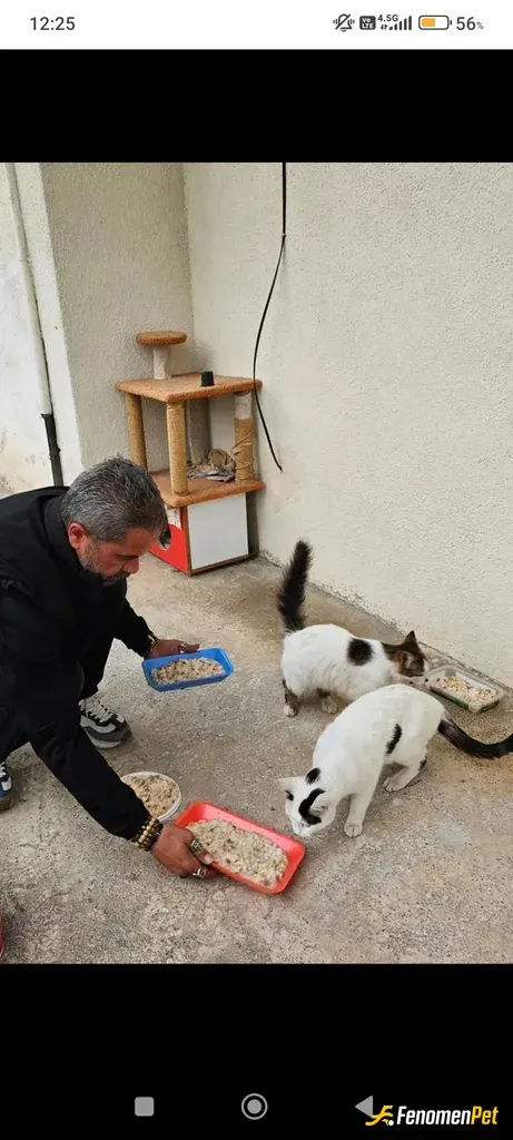 Sokak hayvanı besleme: #Fenemonbet Pati dostu kazanır