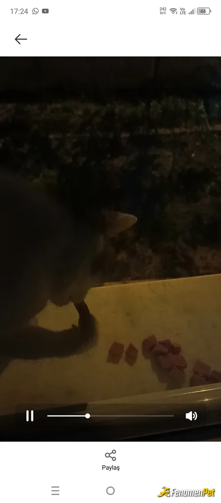 Sokak hayvanı besleme: Her gün bahçeme ve pencereme geliyorlar 😌