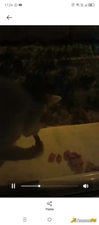 Sokak hayvanı besleme: Her gün bahçeme ve pencereme geliyorlar 😌