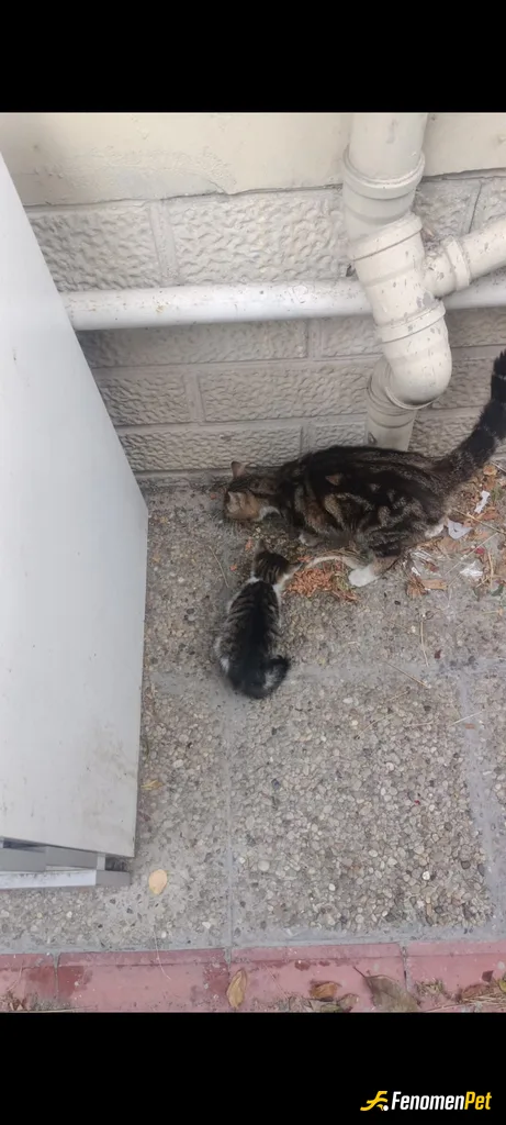 GameVito sokak hayvanını beslerken çektiği fotoğraf