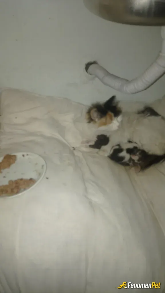 Sokak hayvanı besleme: Hayvanlari sev insandan uzak ol