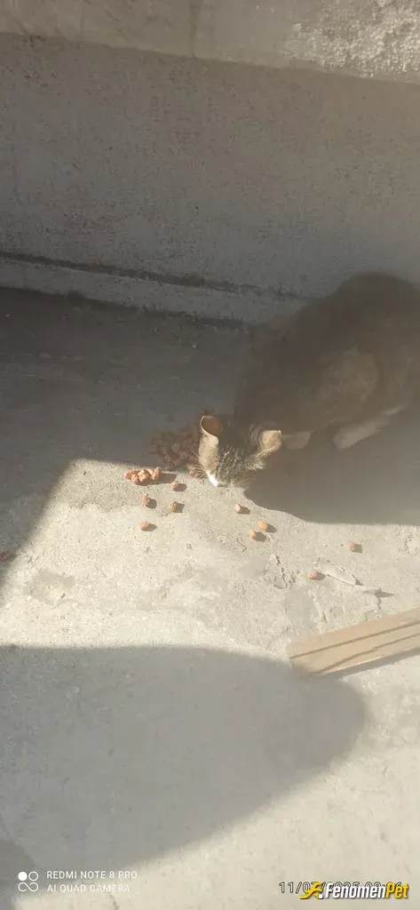 Sokak hayvanı besleme: 6.katta. Teras katında kalıyorum. Asansör yok ben zor merdiven leri çıkıyorum. Ama dostum Nazlı. Merdive