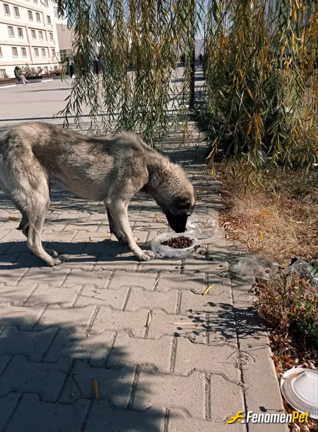Sokak hayvanı besleme: Havalar sıcak sokaktaki canlıları da düşünelim